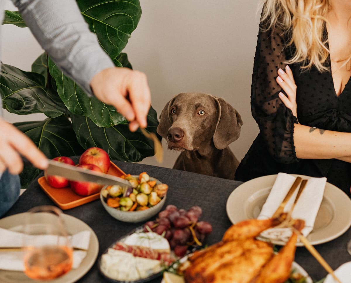 Thanksgiving Guide for Pet Owners