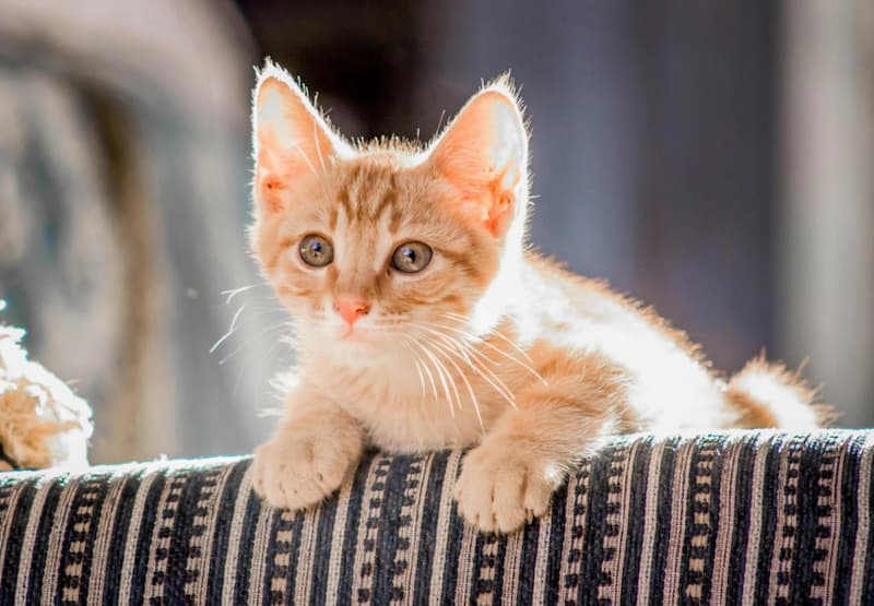 Dealing with Common Puppy/Kitten Behavior Issues