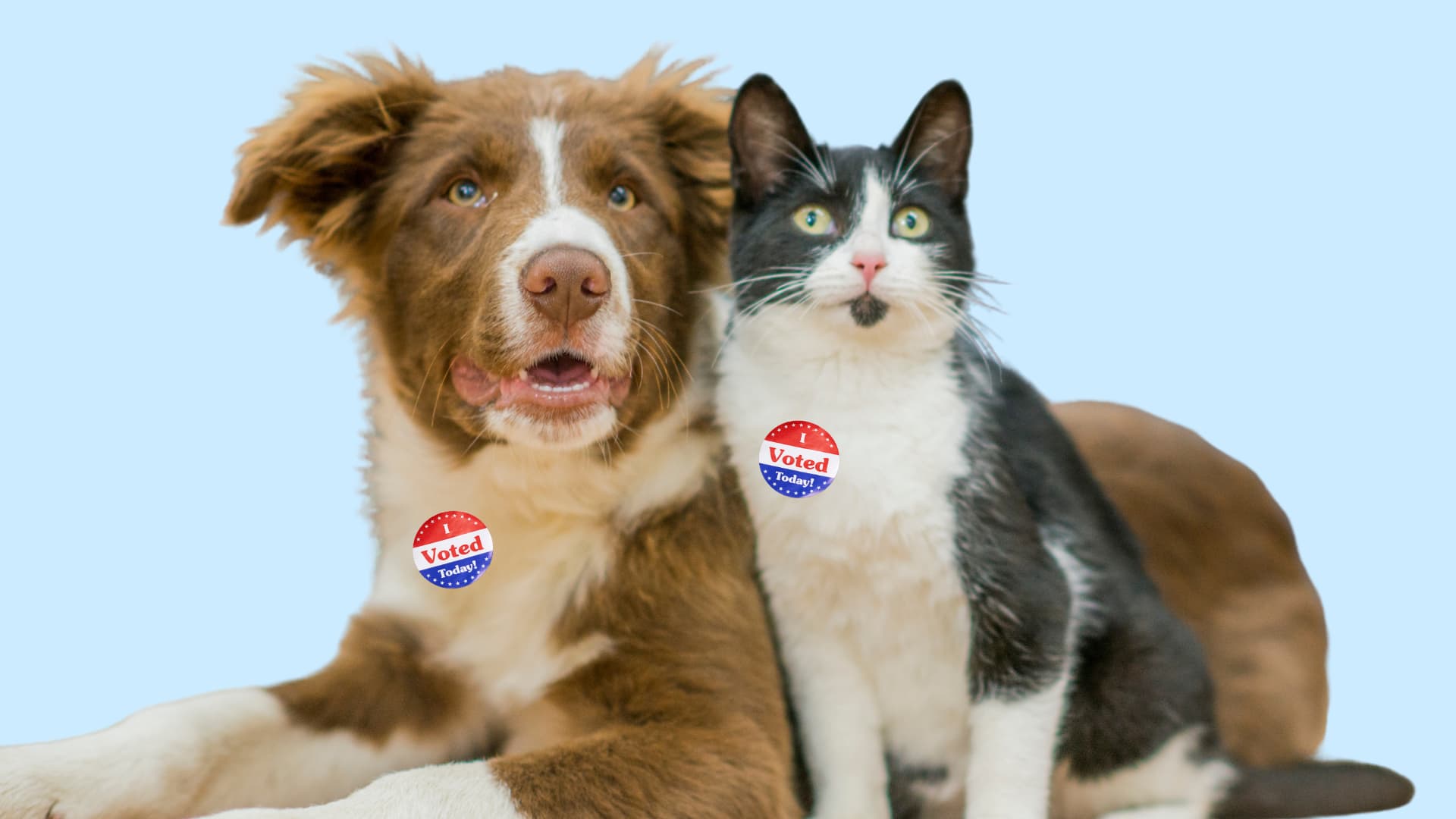 Elect Your Pet’s Healthiest Future: Take Our Quiz for the Best in Pet Health!