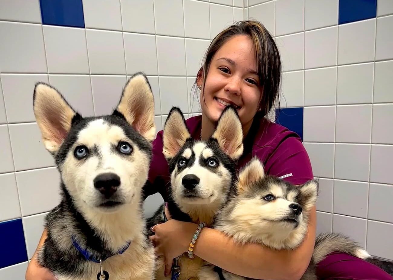 Dental Services Image